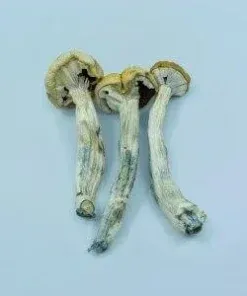 Hawaiian Magic Mushrooms 4G
