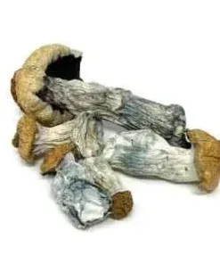Albino Penis Envy 6G