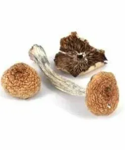 Magic Mushrooms 5G