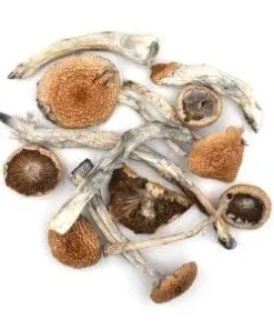 magic mushroom 7G